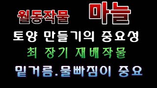 [텃밭농부. 1,223]  월동작물 마늘밭에 밑거름 넣고 토양 만들기의 중요성. #마늘재배