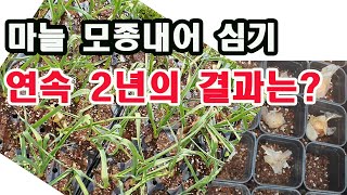 마늘 모종내어 심기 연속 2년의 결과는?(손바닥농장 고자리 파리 피해를 피해 모종을 내어 심어본 결과 공개,…