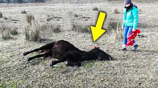 The Man Who Rescued a Wild Horse Receives an Incredible Thank You