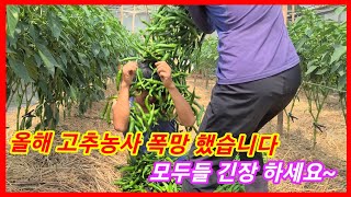 올해 고추농사 폭삭~모두들 초 긴장...긴장풀면 망합니다~