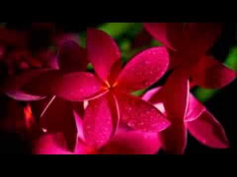 khmum phoe sam bok (sin sisamuth entertainment)