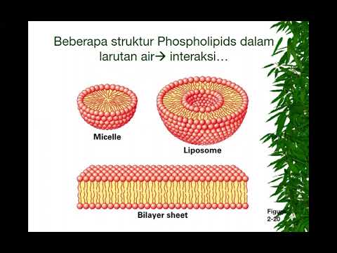 Keratin UTS 1 Dasar-Dasar Kimia Hayati 2022