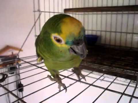 PAPAGAIO ASSOBIANDO!!!!!!