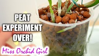 Peat granules with Orchids in semi hydro - Final thoughts