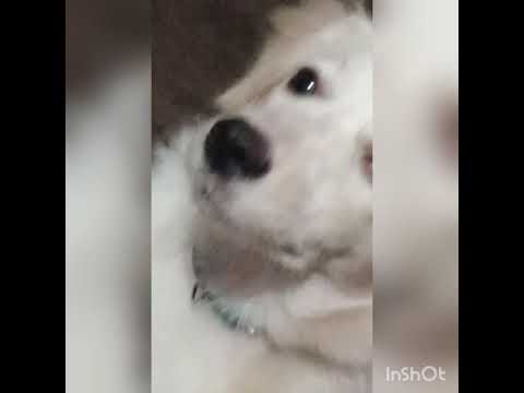 Pomerian puppy #dog lovers