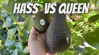 Growing The Massive Queen Avocado - Harvest time tips | Taste test | How does it compare to Hass?
