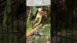 Download lagu LOVEBIRD ngetik tajam lanjut ngekek pancingan agar lovebird  bunyi #birds #kicaumania #kenari3in1 mp3