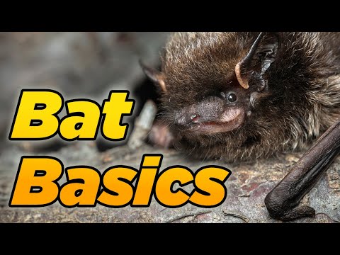 Bat Basics: Alberta’s Fascinating Bats