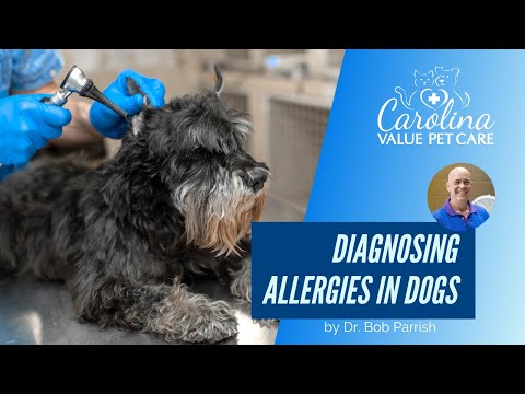 How to treat dog allergies