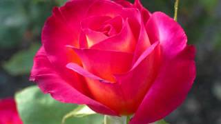 not in love - pretenders