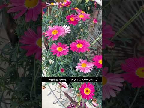 園芸 ヘベ、低木ベロニカ