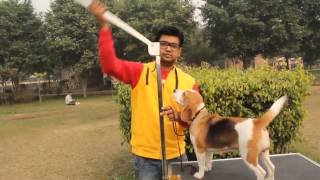 Dog Grooming Table..