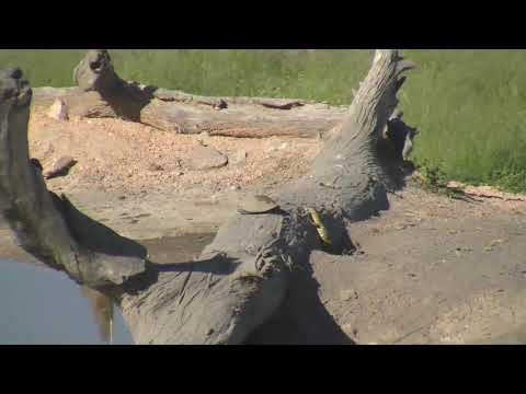 Djuma: Terrapins and Water Monitor Lizard enjoying the day - 15:55 - 01/22/19