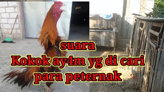 Download lagu ciri2 suara kokok Ayam bangkok yg bagus mp3
