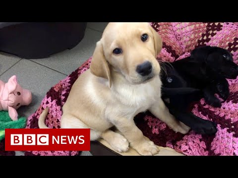 導盲犬背後的科學原理 - BBC News (The surprising science behind guide dog puppies - BBC News)