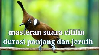Download lagu MASTERAN SUARA CILILIN JERNIH DAN PANJANG DURASINYA mp3