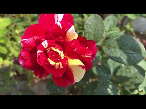 Blooming of Tiger rose in umama's gardening