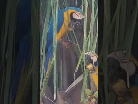 Oh Goiás!  belezas de Caldas Novas. #cameranaviagem #cameraonthetrip #turismo #sescgo #sesc #araras