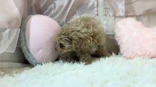 ハーフ犬の動画01