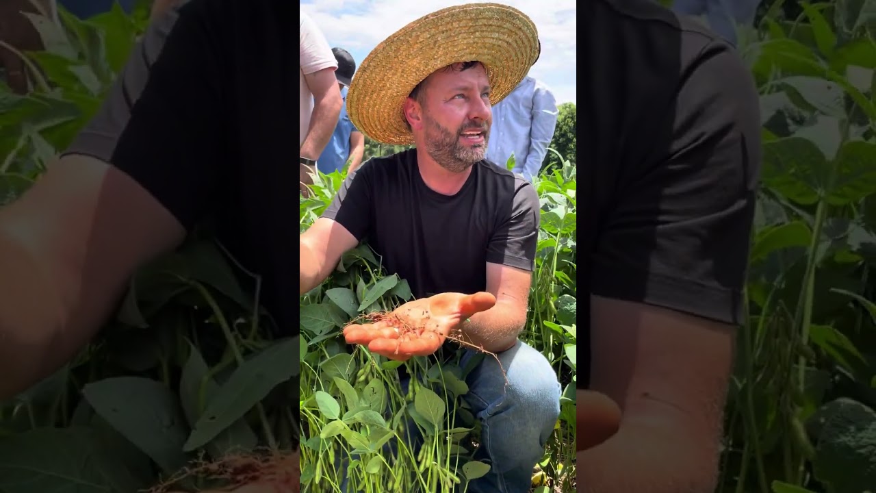 Como ter soja sadia com grãos graúdos 🙏🏻👍🏻