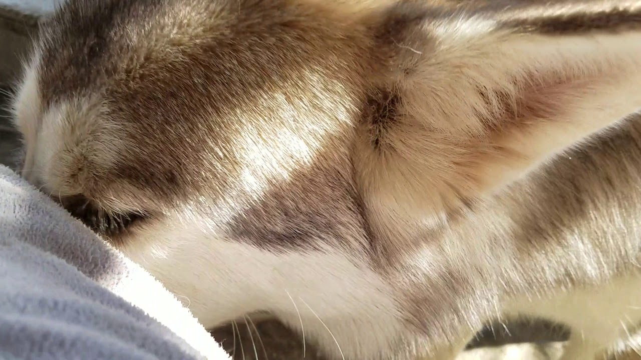 狼犬をモフモフしてたら事故った