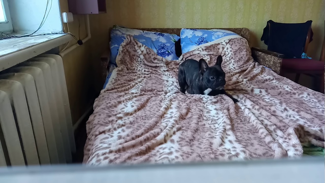 Пока не видят хозяева...