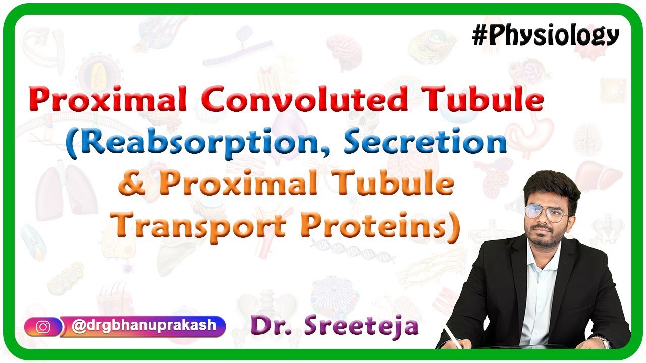 Proximal Convoluted Tubule ( Reabsorption, Secretion and Proximal Tubule Transport Proteins) : USMLE