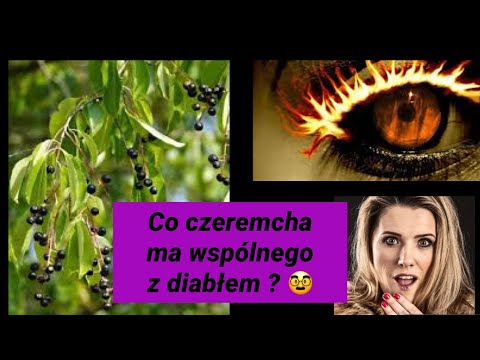 Czeremcha- śmiertelne owoce i oczy diabła. 😎🥸🤓🧐🙈🙉🙈🙉