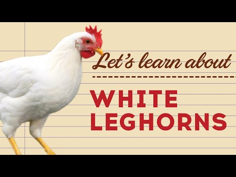 , title : 'White Leghorns - Breed Petelur Populer'