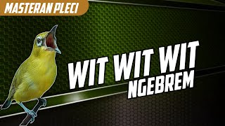 Download lagu 🔴 LIVE Masteran PLECI Materi witwitwit BREN Ciblek #masteranplecicepatbukaparuh mp3
