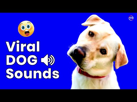 🐶 Viral Dog Sounds | 10 Sounds That Dogs Love to Hear