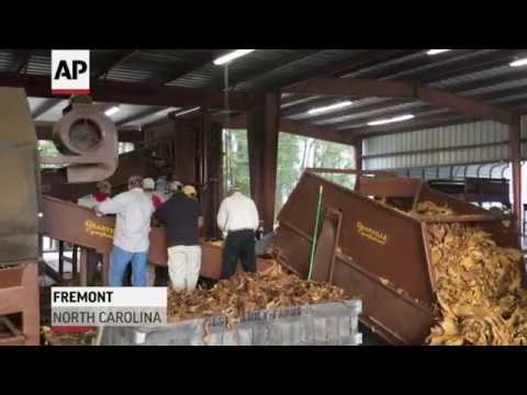 Tobacco crops battered and bruised by Hurricane Florence stand unharvested in fields near Fremont, North Carolina. (Sept. 21)