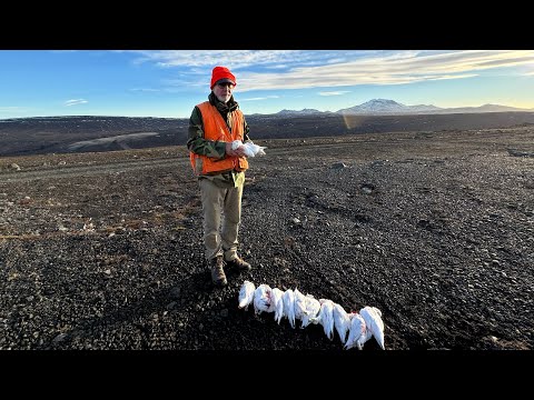 3 Days of Ptarmigan Hunting in the East of Iceland