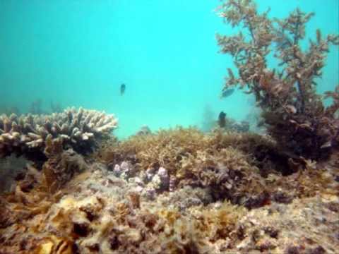 Dréas pres. Havannah - Havannah 2009