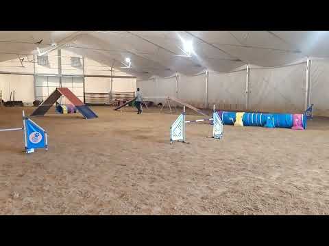 2021.10.31 Agility A1 exam (third point to A2) - Halloween Agility Party