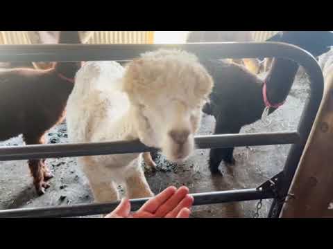 Pumpkin Patch at Black Barn Alpacas