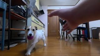 家のジャックラッセルも始球式がしたい