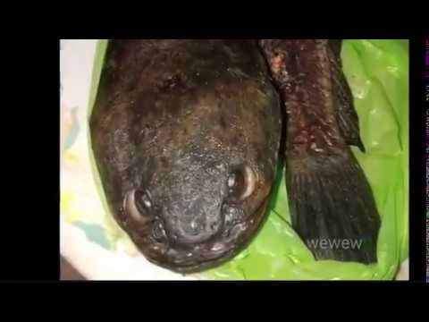 How to cook your dragon