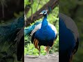 Peacock Alarm Call | Nature’s Warning Signal in the Wild #PeacockCall #WildlifeAlert #NatureSound