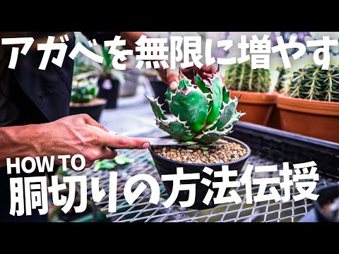 園芸 アガベの増やし方は?