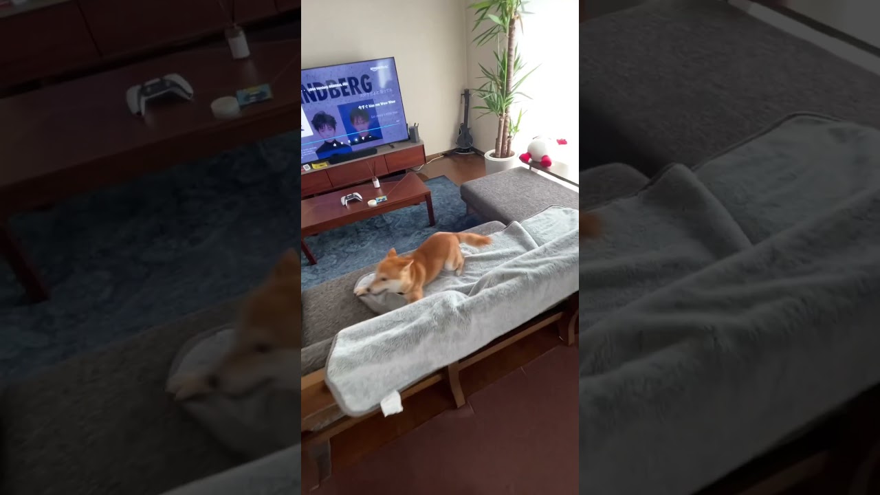 友達の豆太がかわいい❤️豆太のチャンネルはこちら Cute Shiba-inu, MAMETA♥ ➡️ @gogomameta