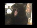Ralph, Why Shouldn't I (Cole Porter) cat ...
