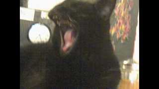 Ralph, Why Shouldn&#39;t I (Cole Porter) cat slideshow!