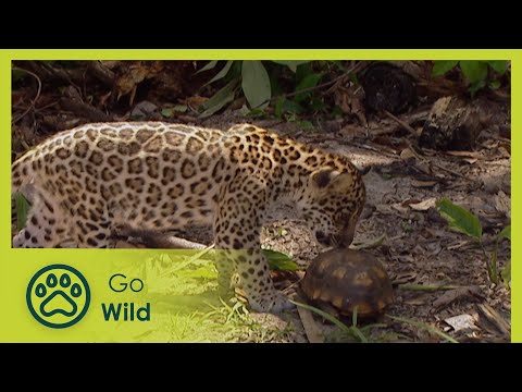 Animal Play - Animals Like Us 8/11 - Go Wild