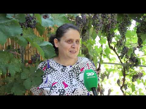 Top Channel/ Kopshti mbi çatinë e shtëpisë/ Familja që prodhon perime dhe fruta
