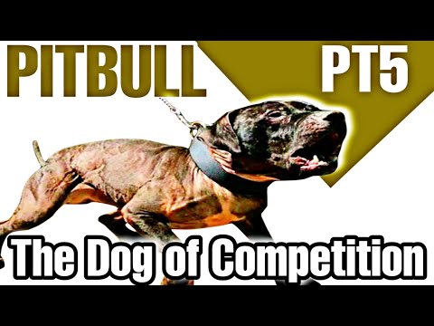 Pitbull - Dogfight - Audiobook - JOSEPH L COLBY / Part 5 #pitbulls #dogfighting #apbt