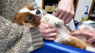 Vanilla’s spay surgery adventure 3: Her surgical site hasn’t been closed
