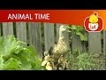 Animal Time Cartoon For Children Luli TV