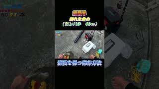 超簡単！釣った魚（カンパチ　40㎝）を鮮度を保つ方法で保存してみた。#shorts #釣り #ショアジギング