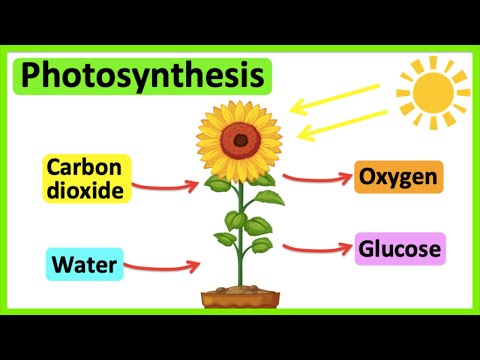 Photosynthesis 🌷 | What is photosynthesis? | Step-by-step process